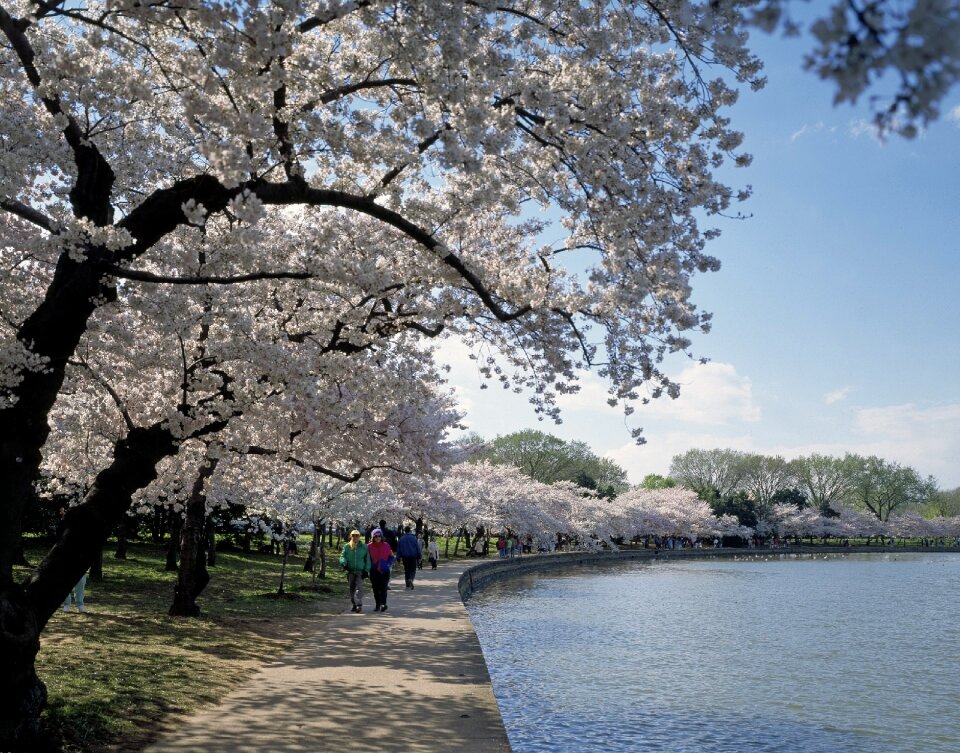 Blooming flowers japanese