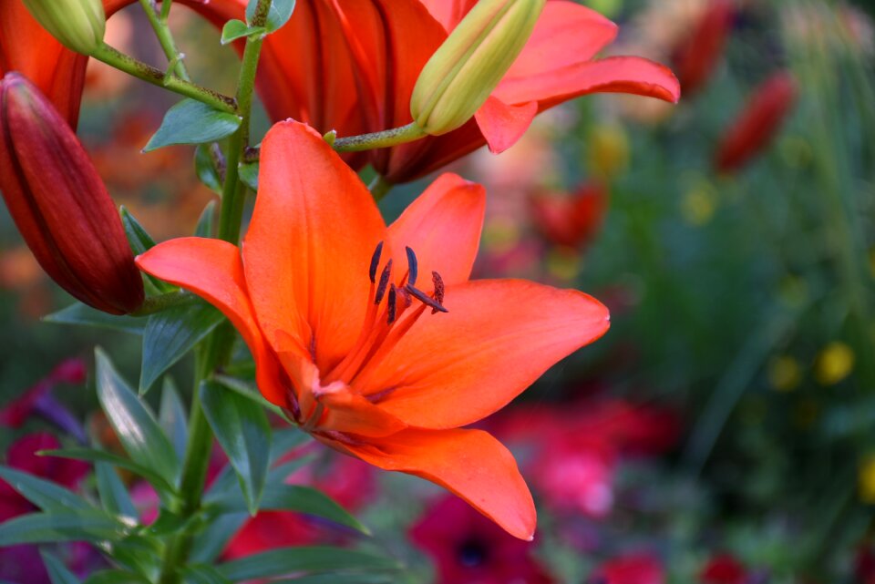 Nature plant summer