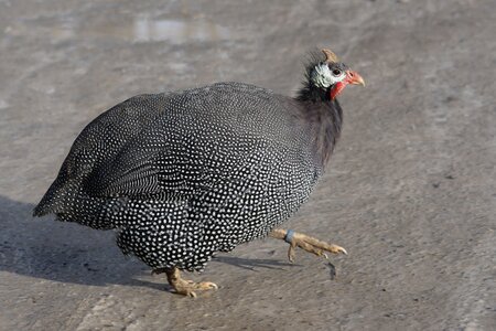 Bird scheu animals