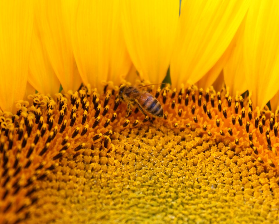 Bee beekeeping yellow