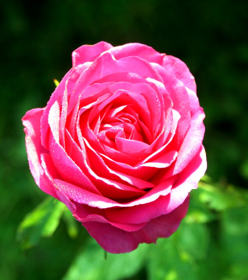 Color pink garden love
