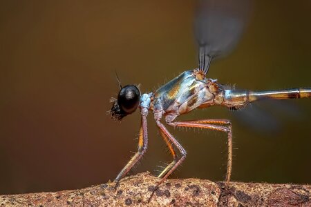 Macro close up dragonfly photo