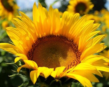 Nature yellow flowers blossom