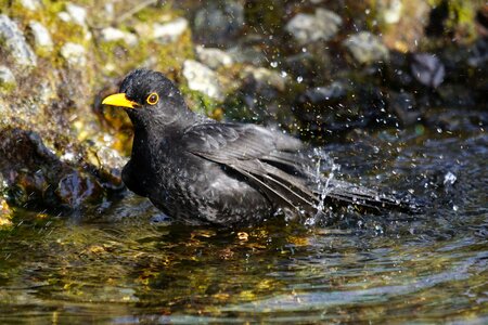 Songbird male black plumage