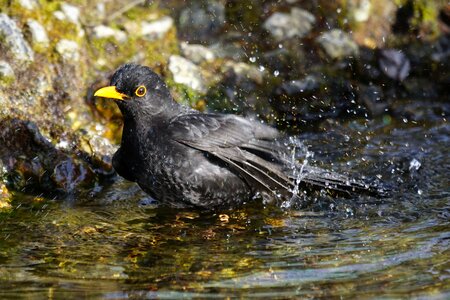 Songbird male black plumage photo