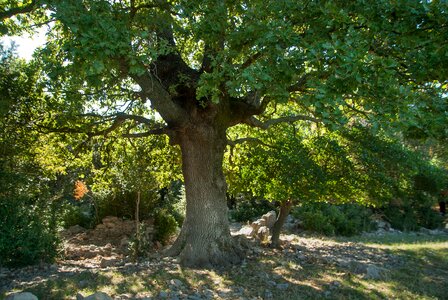 Scrubland old oak bark