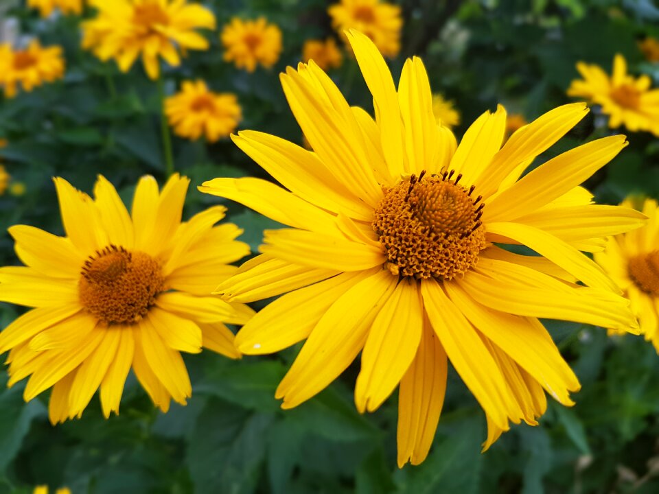 Summer july yellow