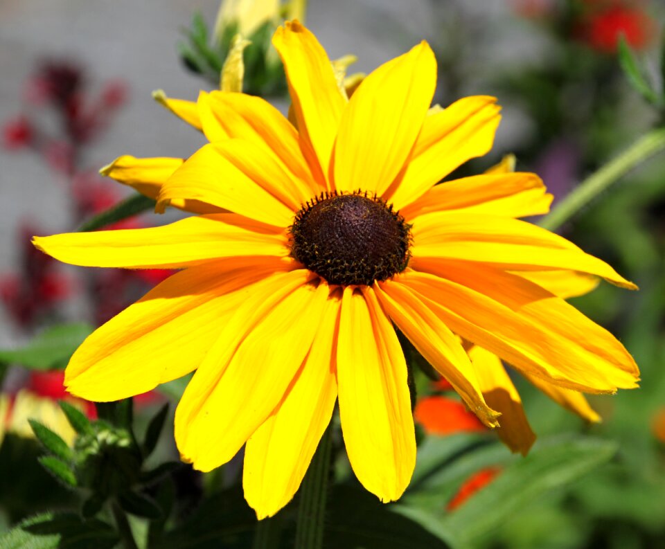 Yellow flower blossom bloom