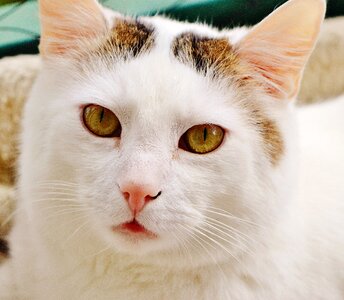 Pet animal kitten