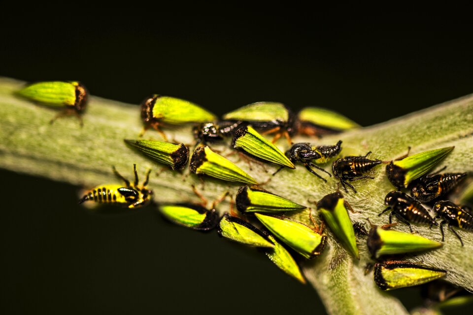 Bugs macro insect