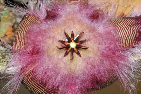 Carrion flower stapelia xerophyte