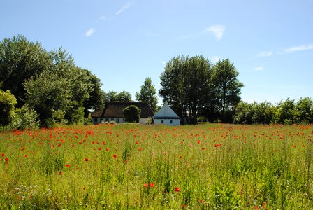 Field klatschmohn thriving mohnfeld
