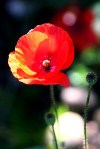 Red country nature