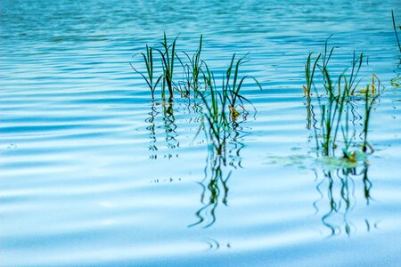 Lake nature pond