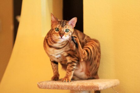 Cat breed pet