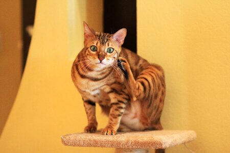 Cat breed pet photo