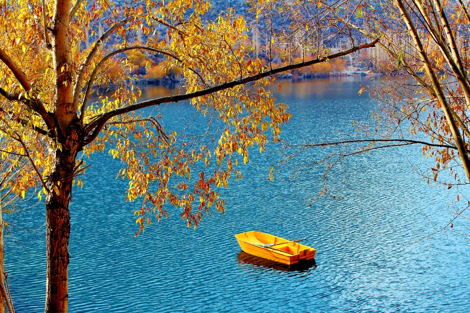 Nature landscape forest