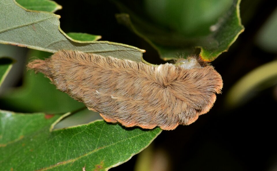 Asp caterpillar stinging caterpillar sting