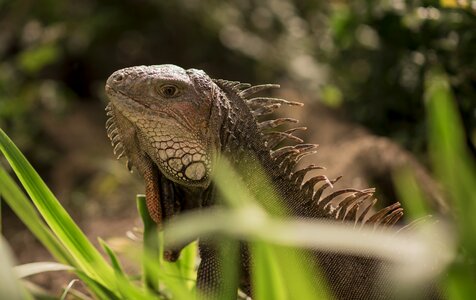 Iguana animal reptile
