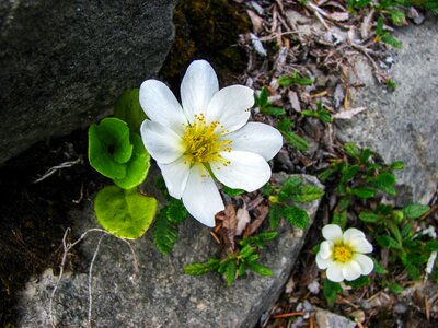 Alpine plant dryas octopetala blossom photo