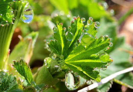 Green drop of water plant photo