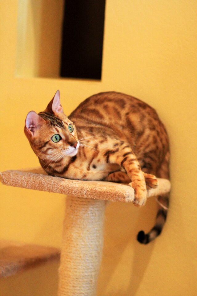 Breed pet animal