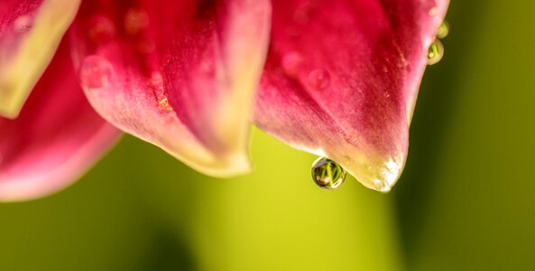 Droplet closeup green