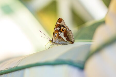 Fly wing nature photo