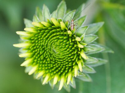 Grasshopper nature close up