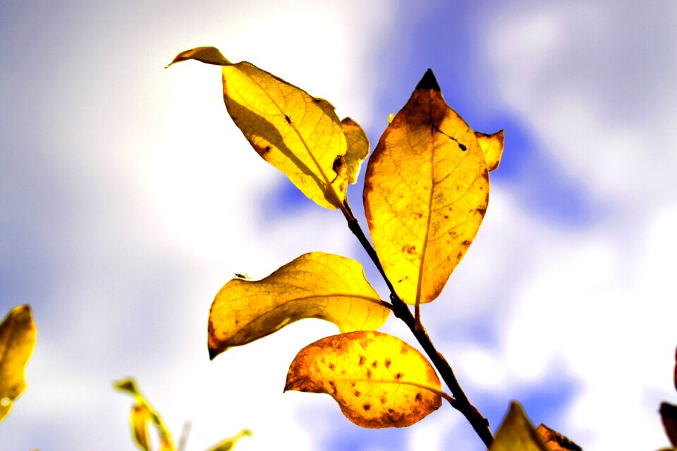 Autumn autumn leaf autumn nature