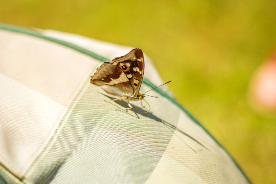 Fly wing nature