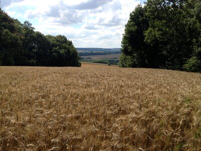 Fields cornfield cereals