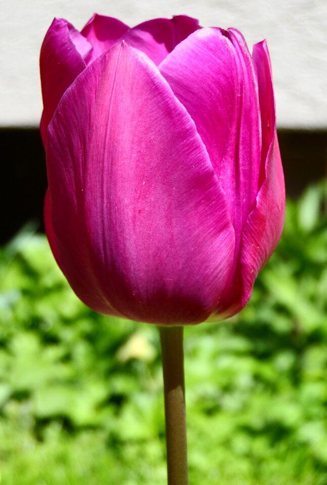 Bright blossom bloom