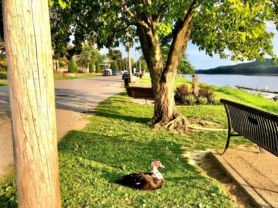 Muscovy Duck, Riverfront Promenade, Susanna Way, New Richm… 