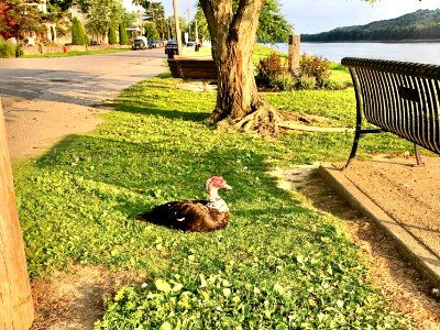 Muscovy Duck, Riverfront Promenade, Susanna Way, New Richm… 