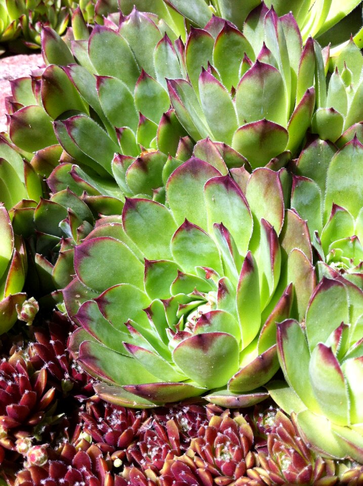 Plant garden green
