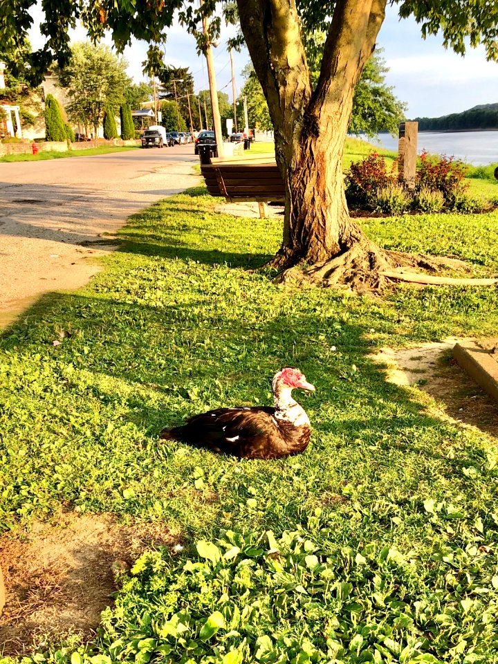 Muscovy Duck, Riverfront Promenade, Susanna Way, New Richm… 
