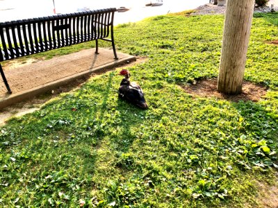 Muscovy Duck, Riverfront Promenade, Susanna Way, New Richm… 