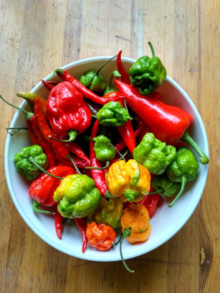 Habanero red scorpion hot pepper