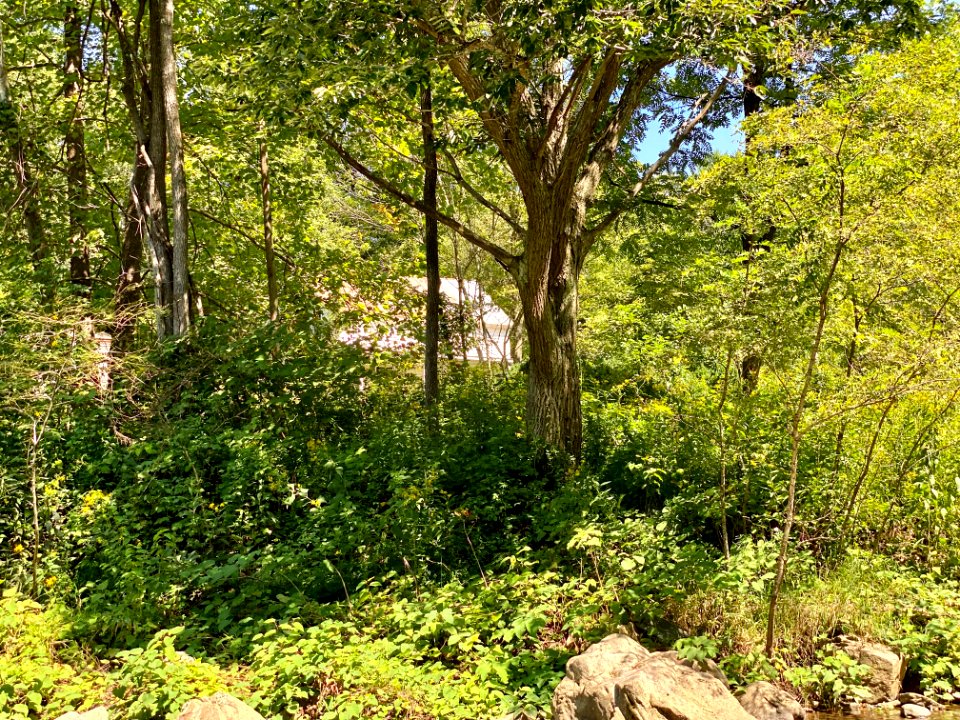 Spring Creek, Bluff, NC 