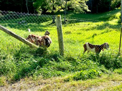 Goats, Chapel Hill Road, White Rock, NC 