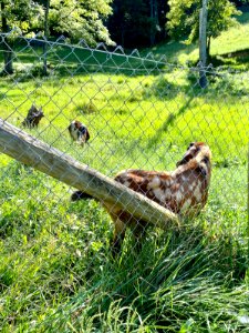 Goats, Chapel Hill Road, White Rock, NC 