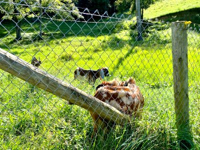 Goats, Chapel Hill Road, White Rock, NC 