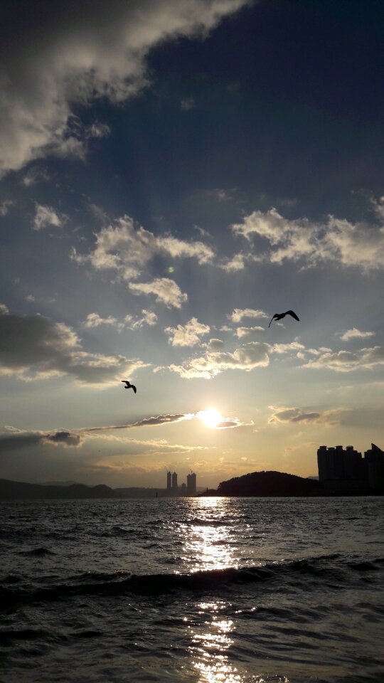 The night sky glow new sea gull