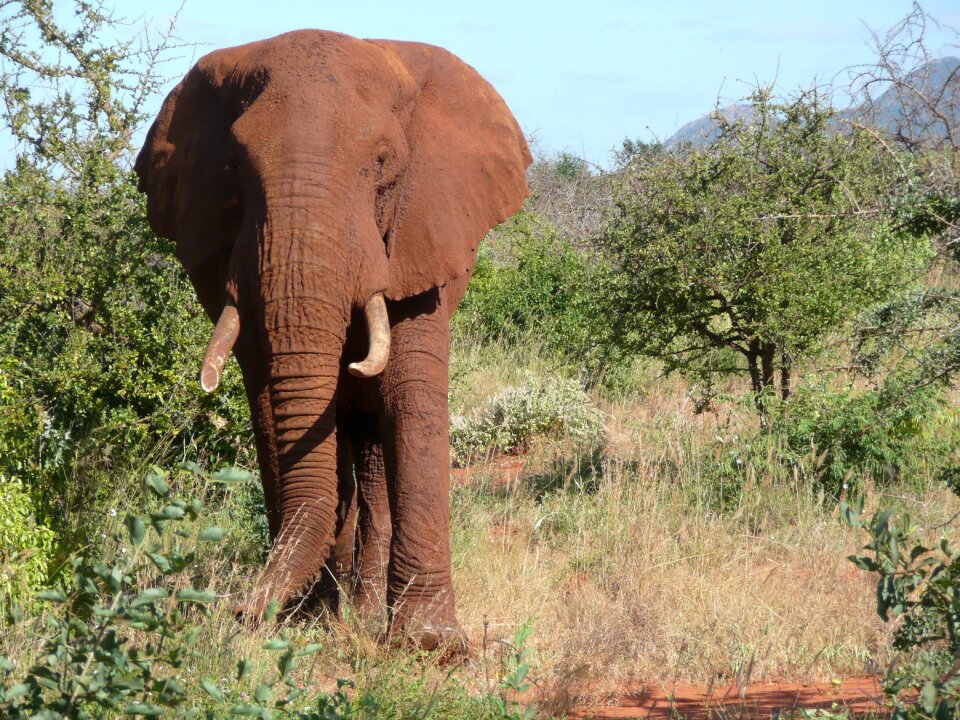 Kenya animal wildlife
