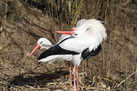 Bird adebar storks