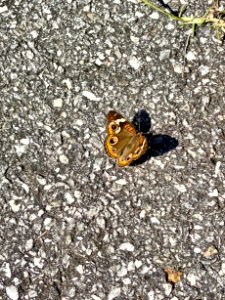 Butterfly, Sylva, NC 