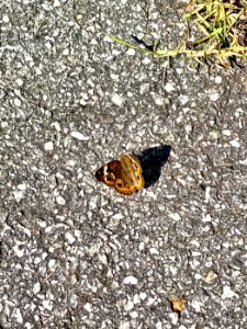 Butterfly, Sylva, NC 