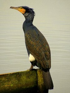 Wildlife fauna animal