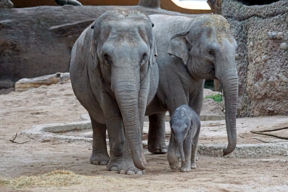 Elephas maximus pachyderm mother